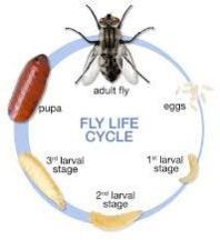 Flies Control Treatment Services