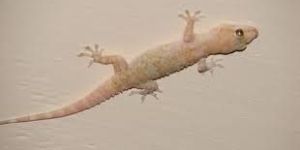 Lizard Control Treatment Services