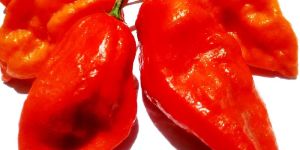 Fresh Organic Naga Raja Mirchi