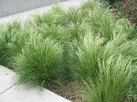 Mexican Grass