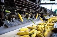 Agro Processing Plants