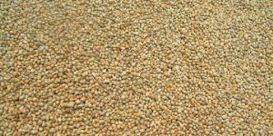 Millet Seeds