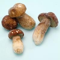 Frozen Mushroom