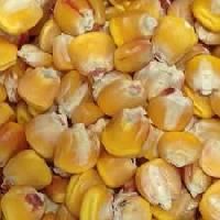 Sweet Corn Seed