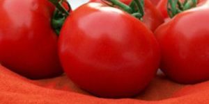 Spray Dried Tomato Powder