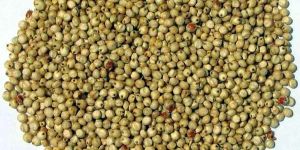 Green Millet Seeds