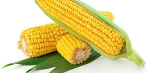Yellow Maize