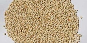 Sorghum Seeds