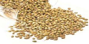 Coriander Seeds