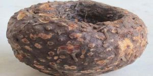 Fresh Elephant Foot Yam