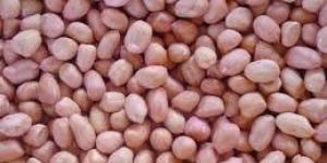 Groundnut Kernels