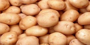 Fresh Potato