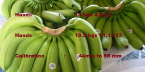 Fresh Cavendish Banana