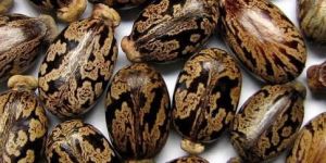 Castor Seed