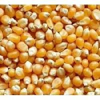 Yellow Corn Animal Feed