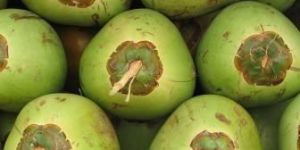 Fresh Green Tender Coconut
