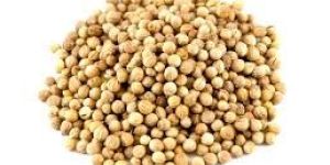 Coriander Seeds