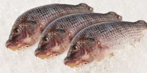 Frozen Catla Fish