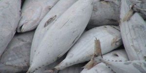 Frozen Skipjack Tuna Fish