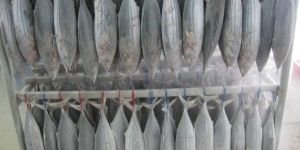 Frozen Yellowfin Tuna Fish