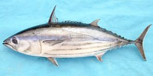 Fresh Skipjack Tuna Fish
