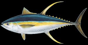 Fresh Yellowfin Tuna Fish