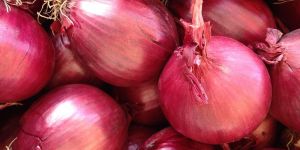 Fresh Red Onion