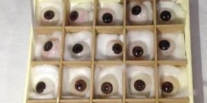 Brown Artificial Eye