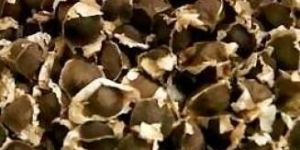 Moringa Seeds - Germination