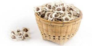 Moringa Oleifera Seeds