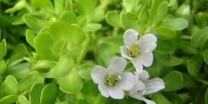 Bacopa Monnieri