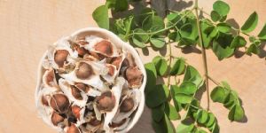 Moringa Seeds