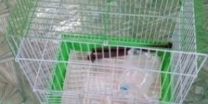 Love Bird Cage
