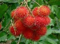 Rambutan