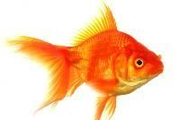 Live Golden Fishes