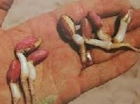 Peanuts Seed