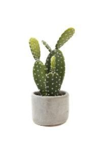 Cactus Plant