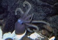 Black Marble Stone Statues