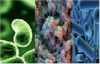 Phosphate Solubilizing Bacteria
