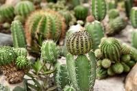 Cactus Plants