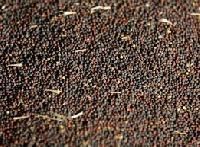 Canola Seed
