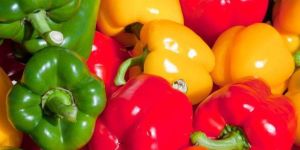 Bell Pepper