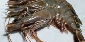 Black Tiger Prawns
