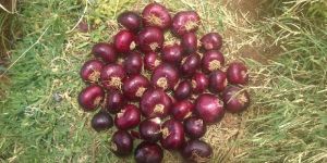 Fresh Red Onion