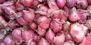Fresh Small Onion