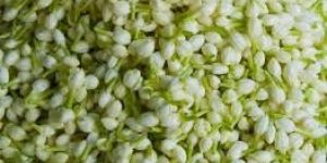 Fresh Jasmine Flowers