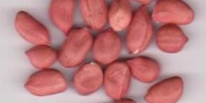 Peanut Kernels