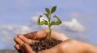 Plant Food