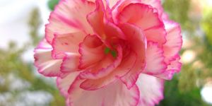 Carnations Flower
