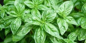 Basil Oil